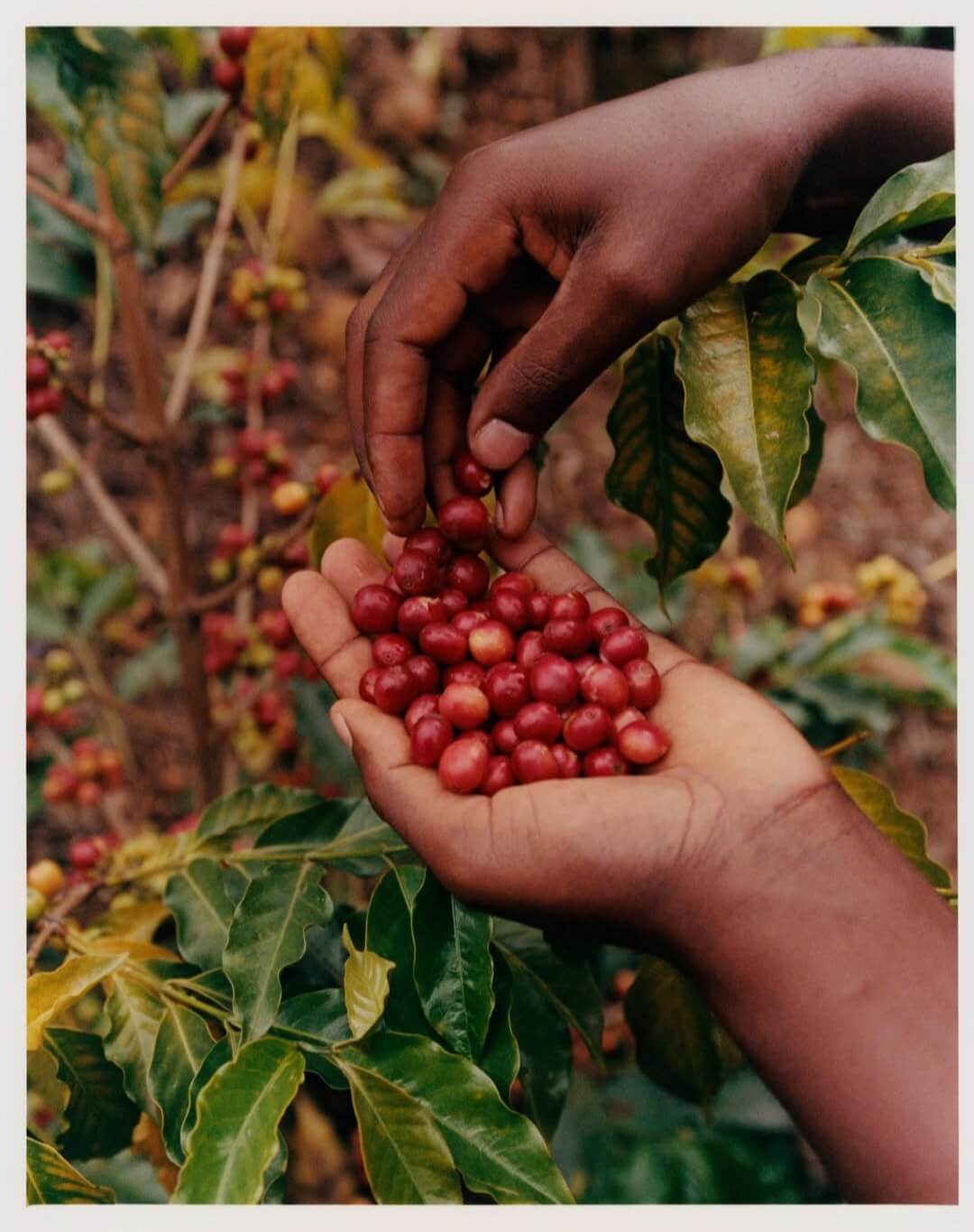 Coffee farmers in Western Kenya