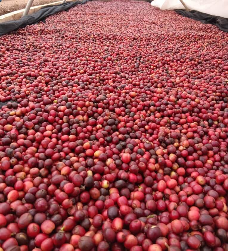 Sacred Hands Coffee farmers