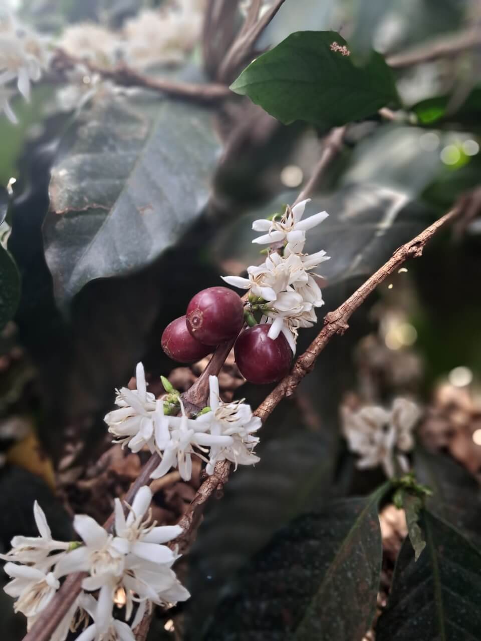 Coffee farmer portrait