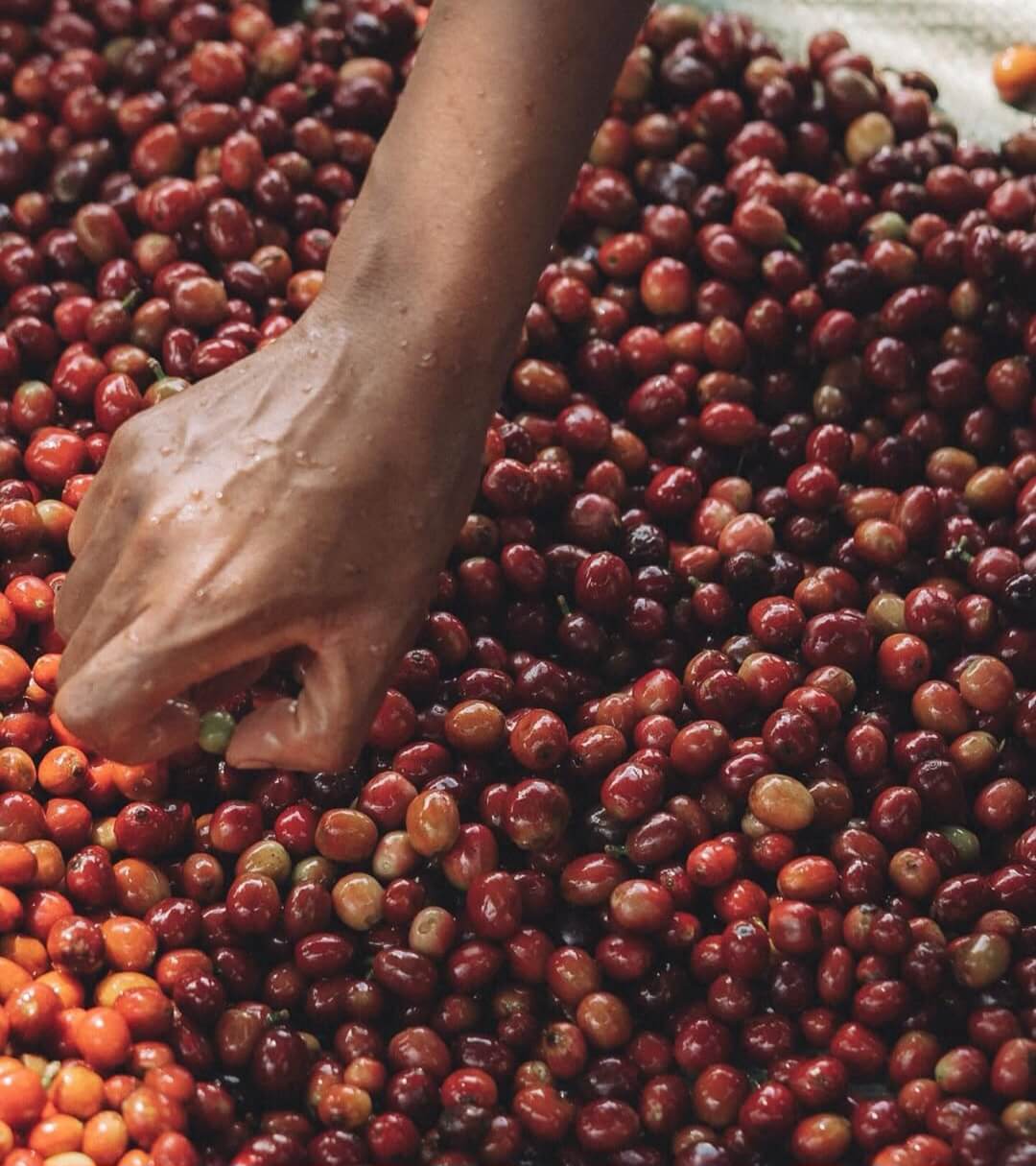 Coffee farmer portrait