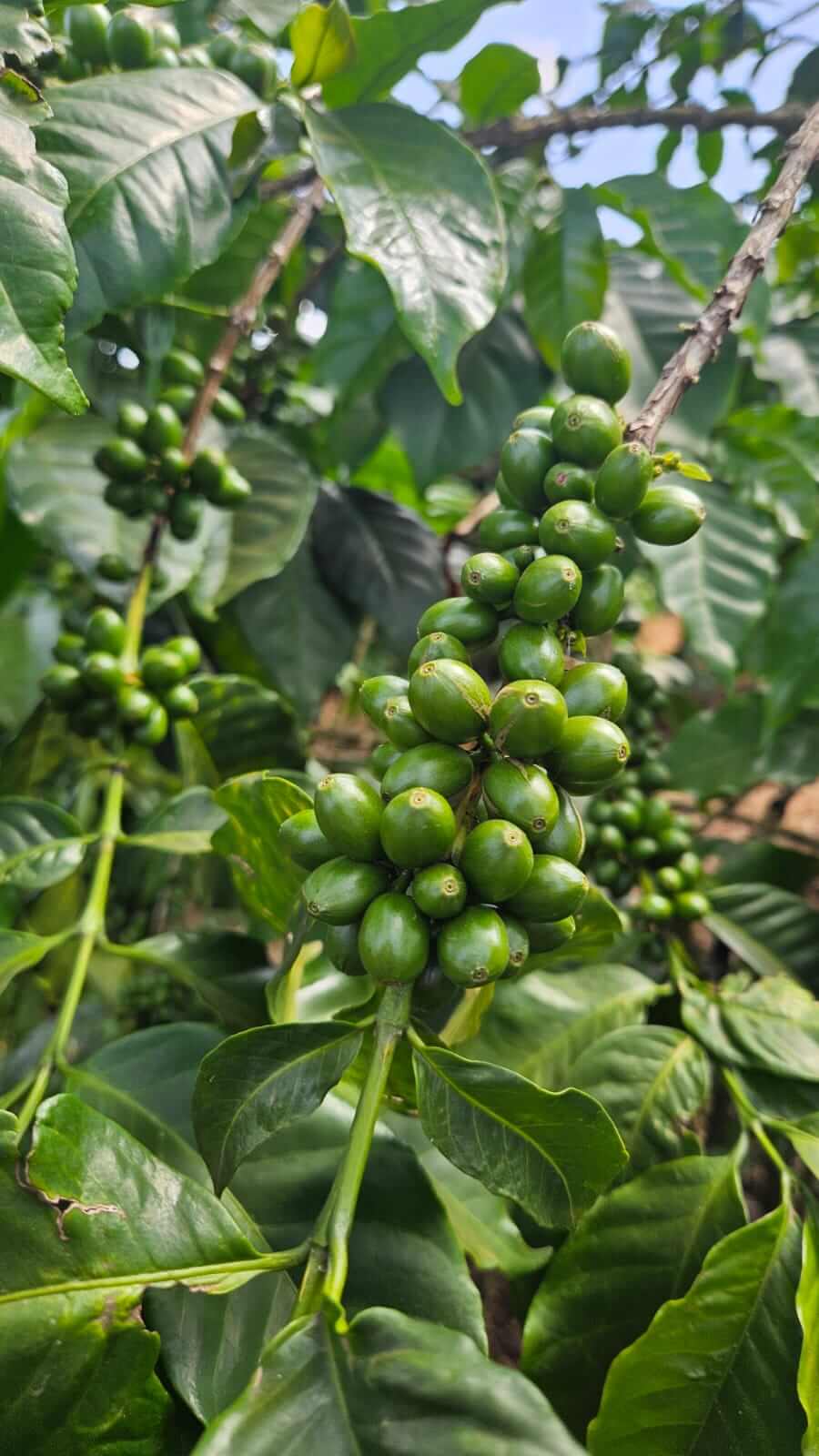 Tree planting story