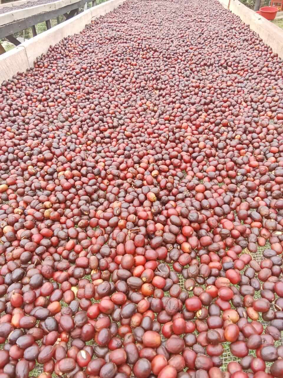 Sacred Hands Coffee story